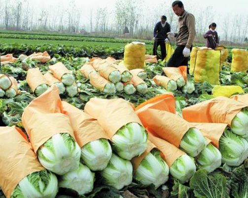 发展绿色农产品 启动创业新思维，开启农业新篇章