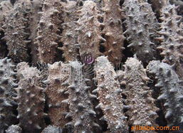 青岛晓刚海参干制水产品系列介绍